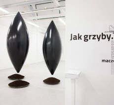 Wystawa  “Jak grzyby”